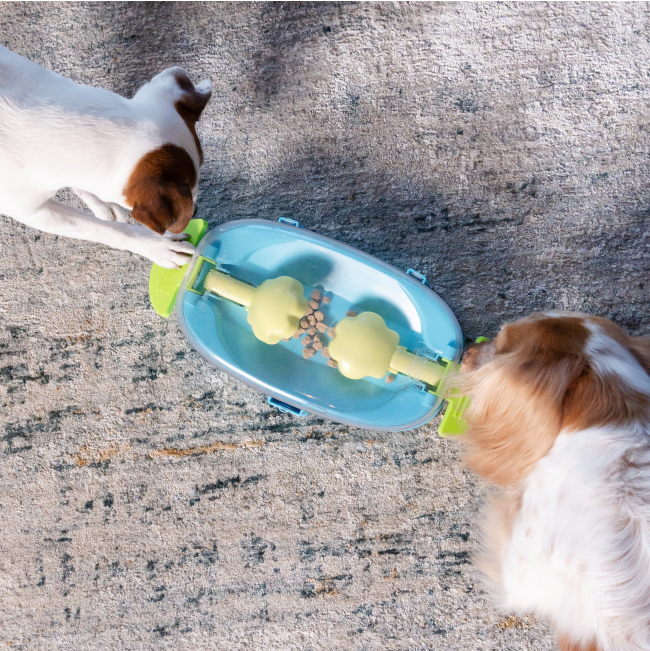 two small breed dogs playing with the puzzle toy together