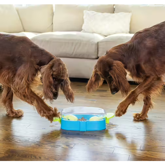 two medium breed dogs playing together with the toy