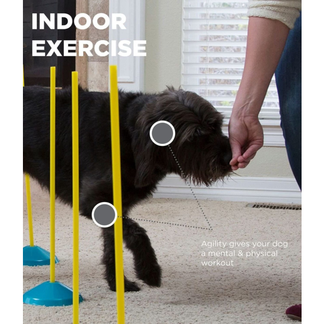 dog using the weave poles and being encouraged by a treat