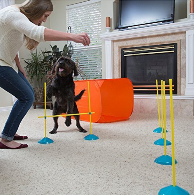 dog and owner demonstrating how to use the agility kit in lounge
