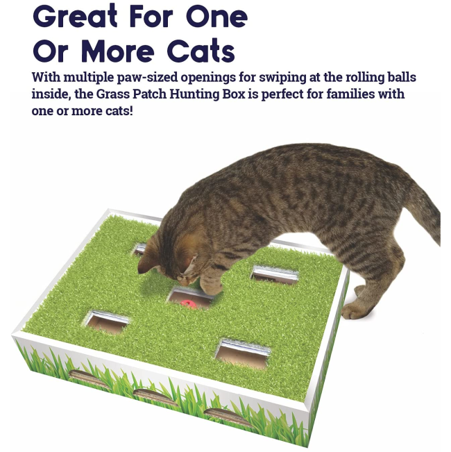 cat playing with box and info about sharing toy with multiple cats
