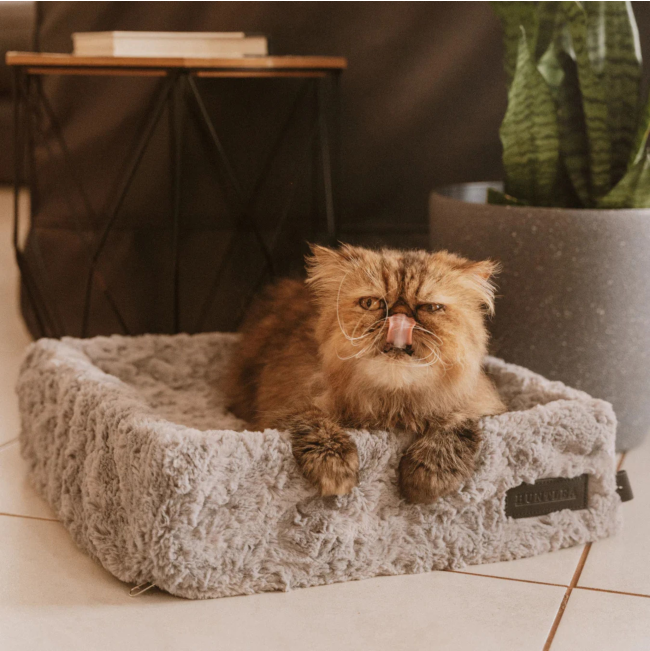 cat lying on grey bed