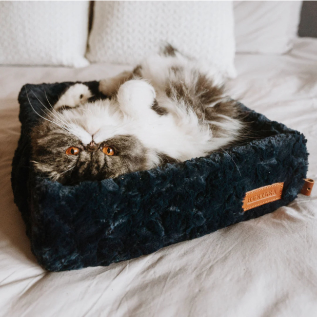 cat lying on navy bed
