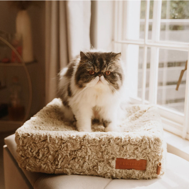 cat lying on ivory bed