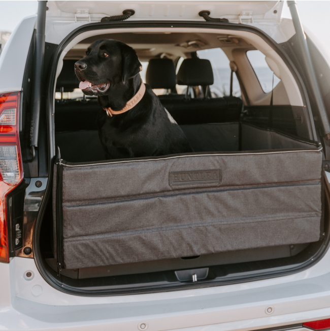 dog sitting in boot box closed