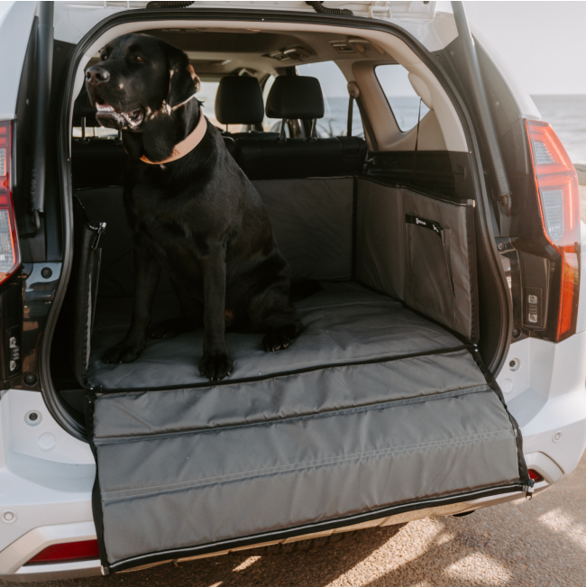 dog sitting in boot box opened