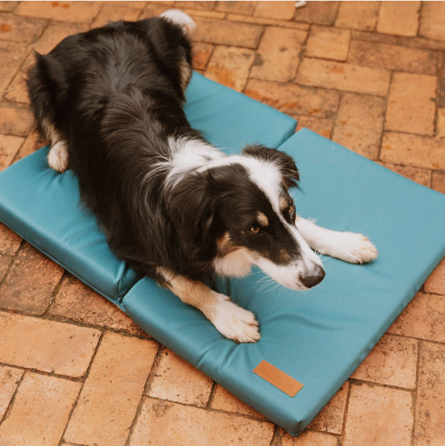 dog laying on mat