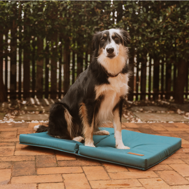 dog sitting on mat