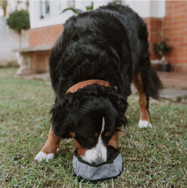 large breed dog drinking from charcoal bowl
