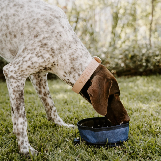 medium breed dog drinking from navy bowl