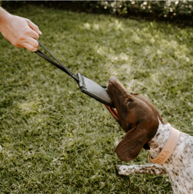 dog playing by tugging on the toy while owner pulls on the handle