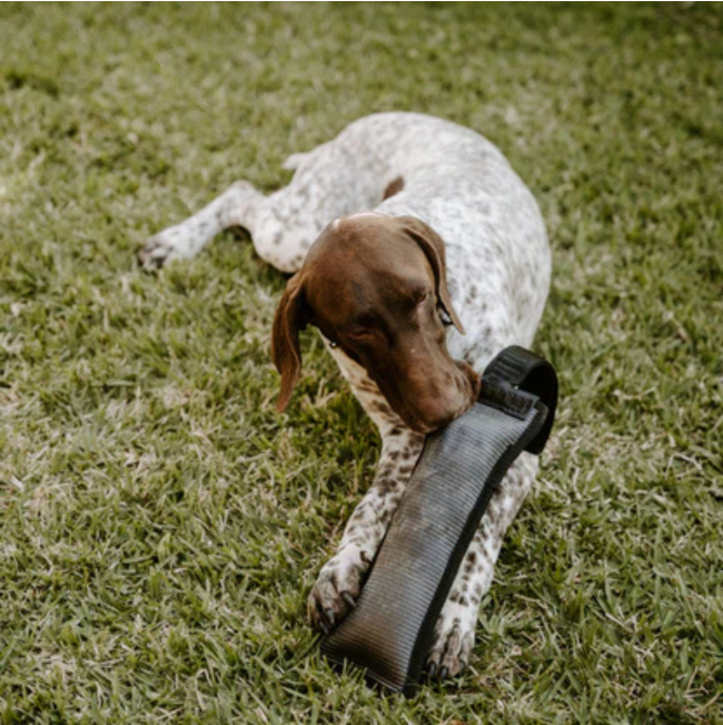 dog nibbling on toy in between front paws