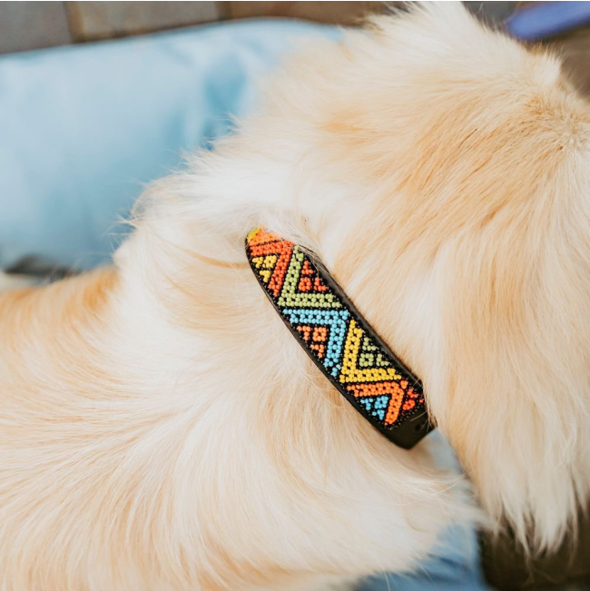 small furry dog with black collar
