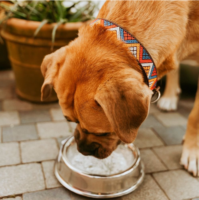 medium dog drinking while wearing brown collar