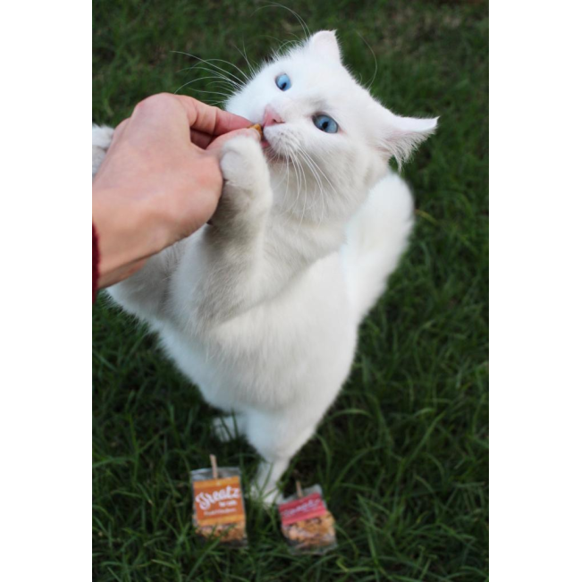 white cat snacking on the treats