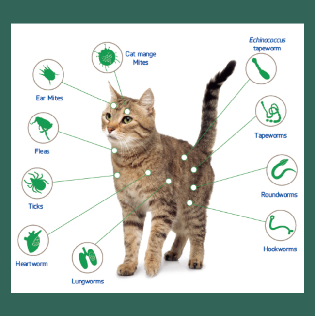 all ticks, fleas and worms that are treated