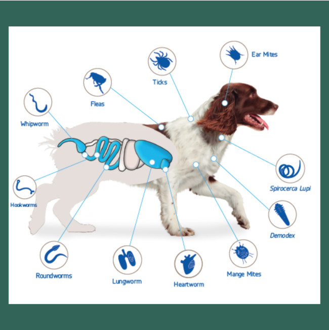 all ticks, fleas and worms that are treated
