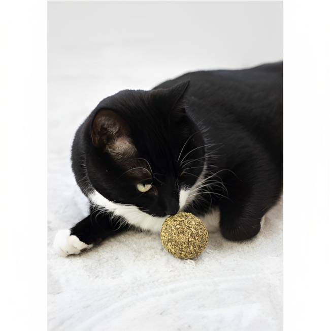 black cat playing with single ball