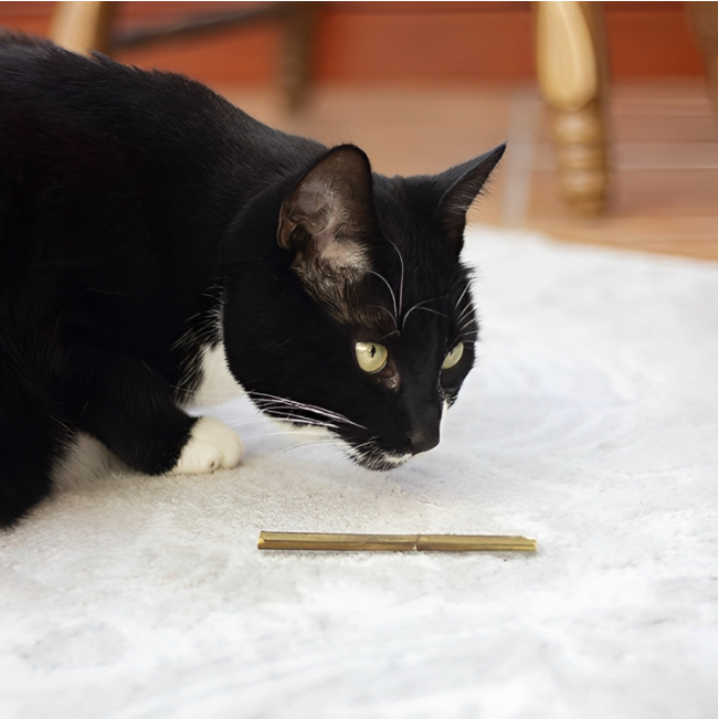 black cat with one catnip stick