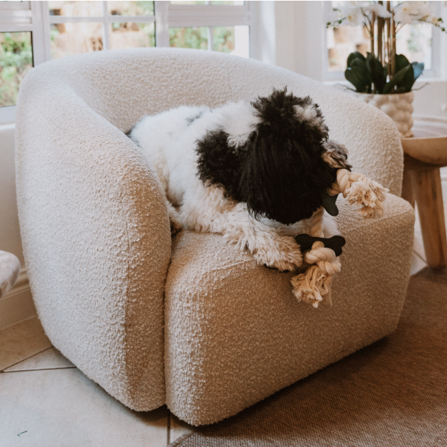 dog sitting on sofa playing with the bone rope toy