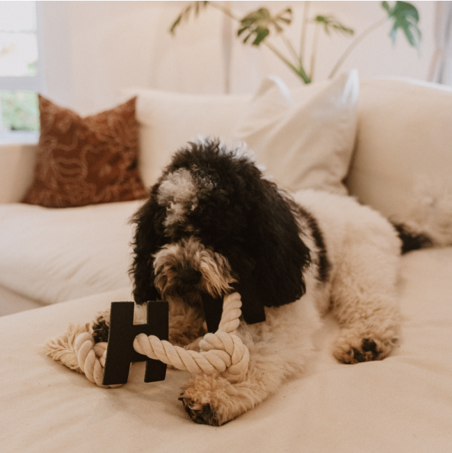 dog laying on sofa playing with the H rope toy