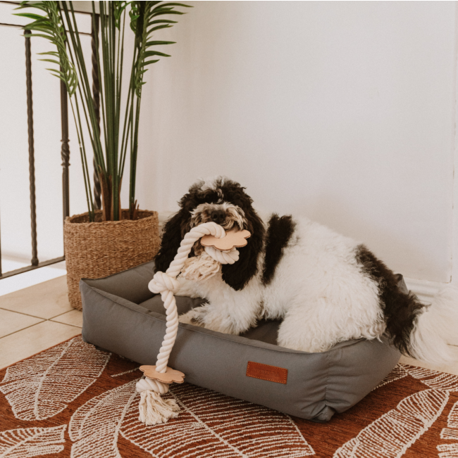 dog laying in its bed playing with the paw rope toy
