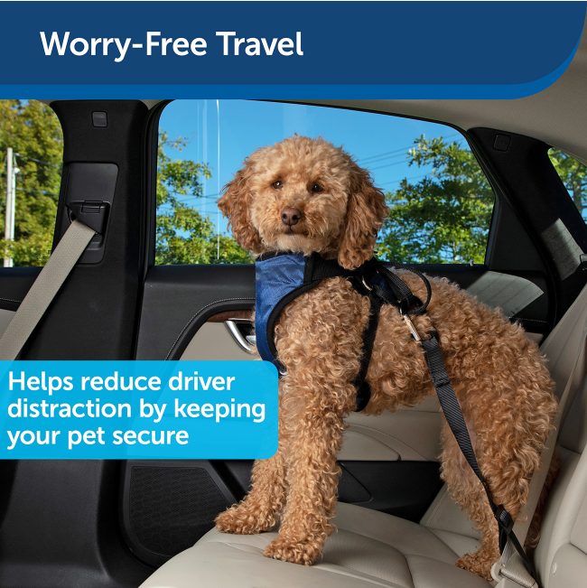 poodle in harness on back seat