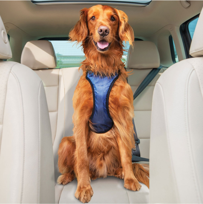 medium dog breed sitting with safety harness on in car