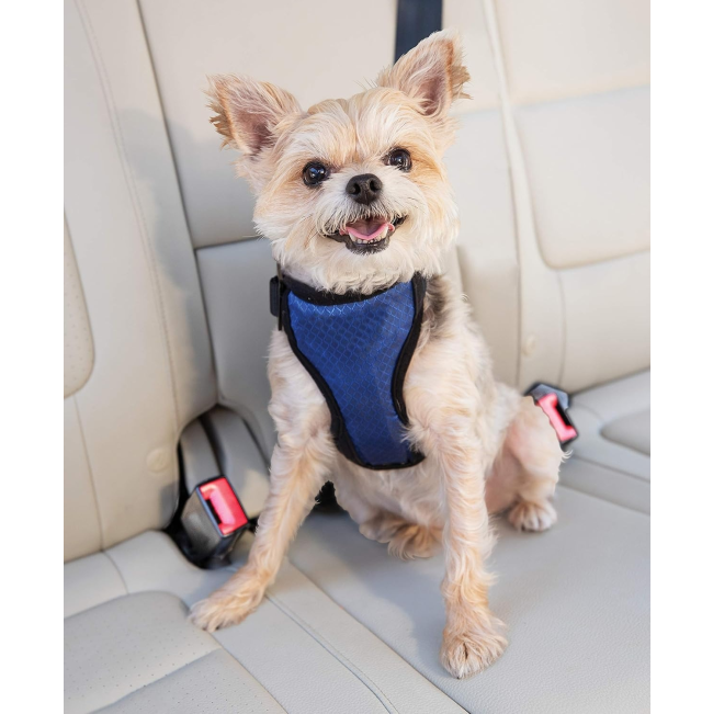 Happy Ride Dog Safety Harness blue and black harness with white maltese