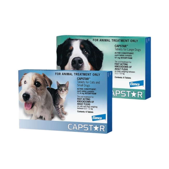 Is Flea Medicine Safe for Dogs? What Every Pet Owner Must Know