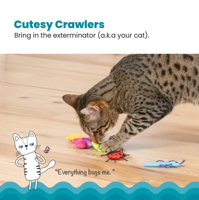 cat playing with bug toys