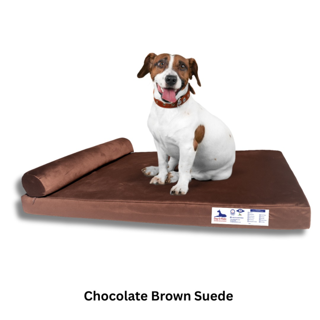 jack russell dog sitting on brown mattress