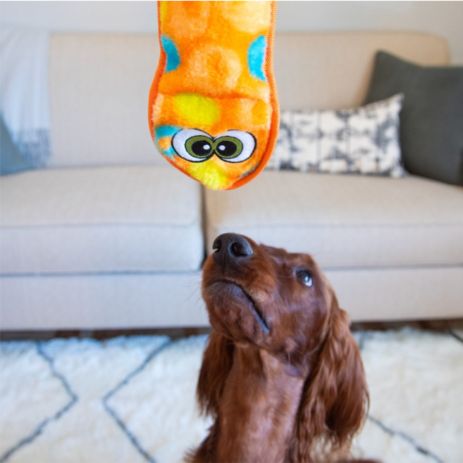 medium dog playing with toy