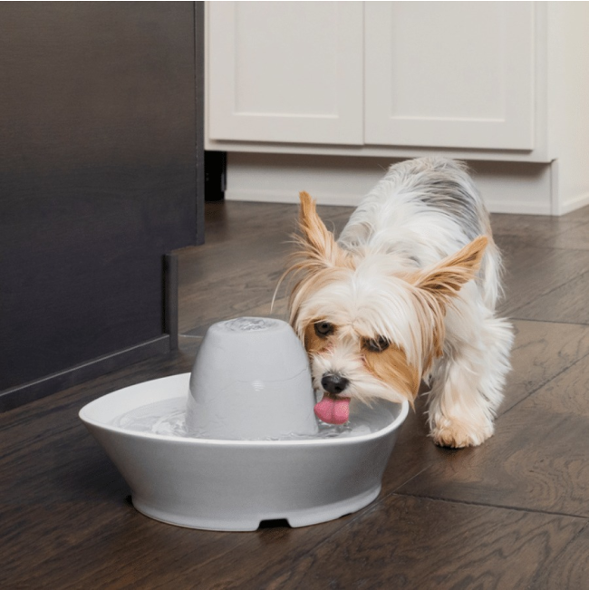PetSafe® Streamside Ceramic Pet Fountain Dog Lifestyle