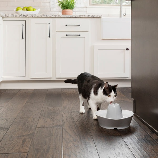 PetSafe® Streamside Ceramic Pet Fountain Cat Lifestyle