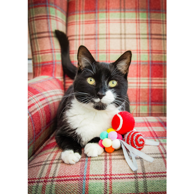 Festive Ball Gift Box for Cats - 8 Piece