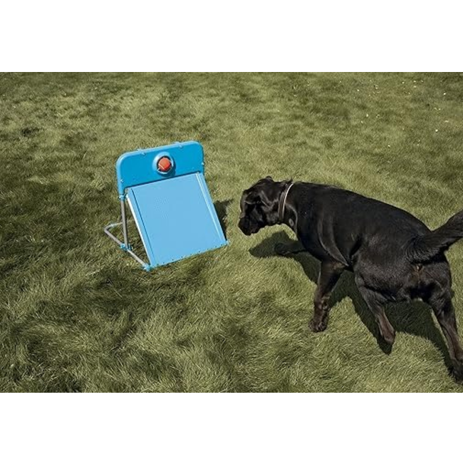 Agility Flyball for Dogs