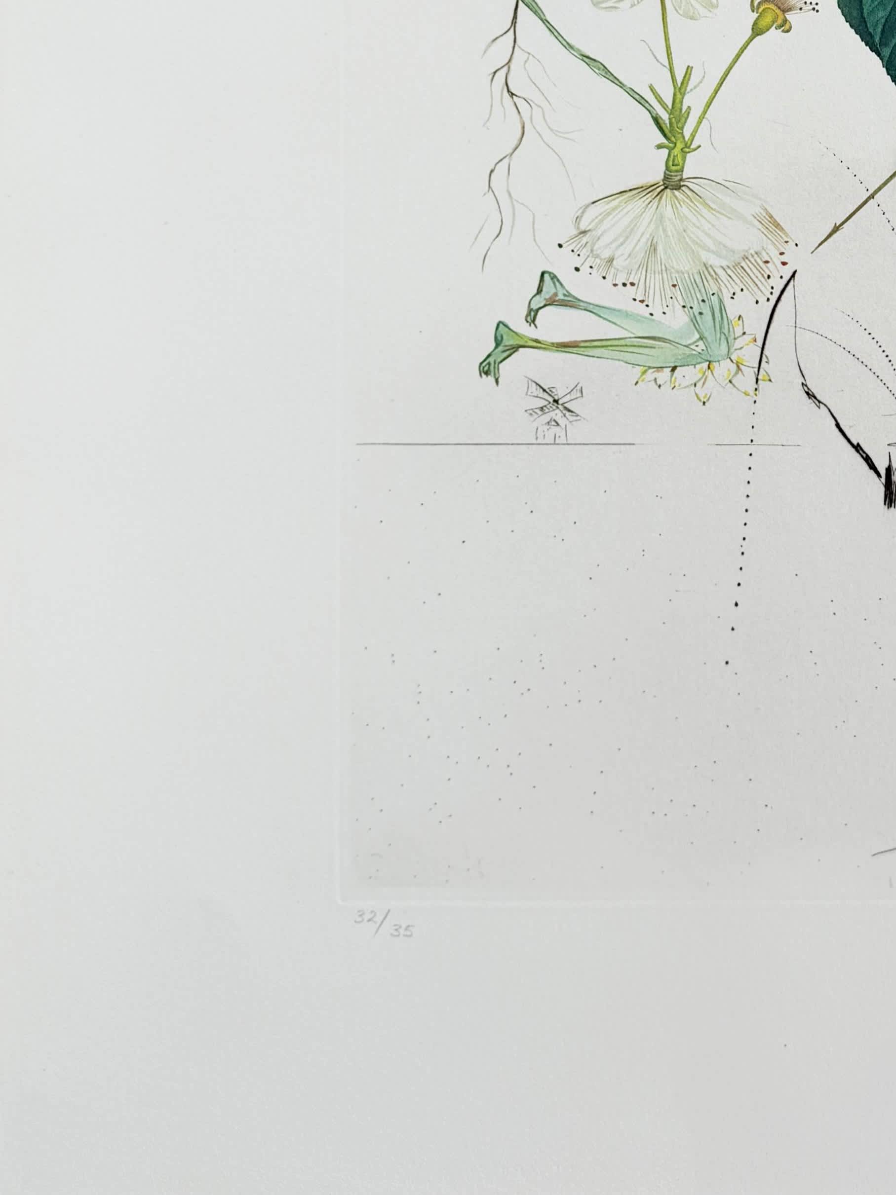 Salvador Dali - Don Quixote Pear from Flordali suite, 1969 - Image 5