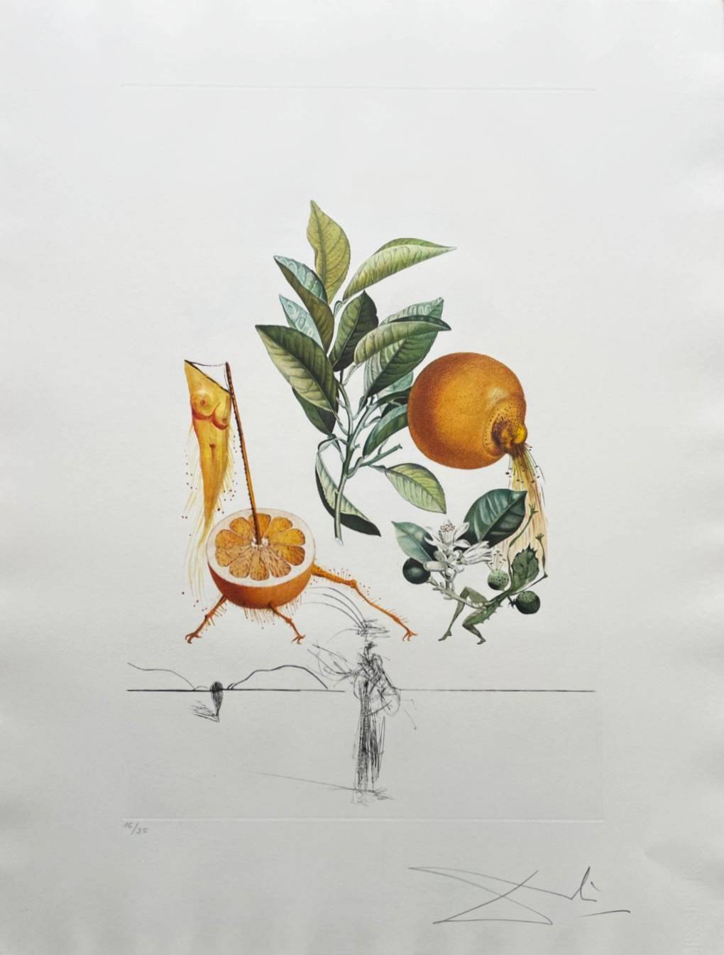 Salvador Dali - Pamplemousse érotique (Erotic Grapefruit), 1969