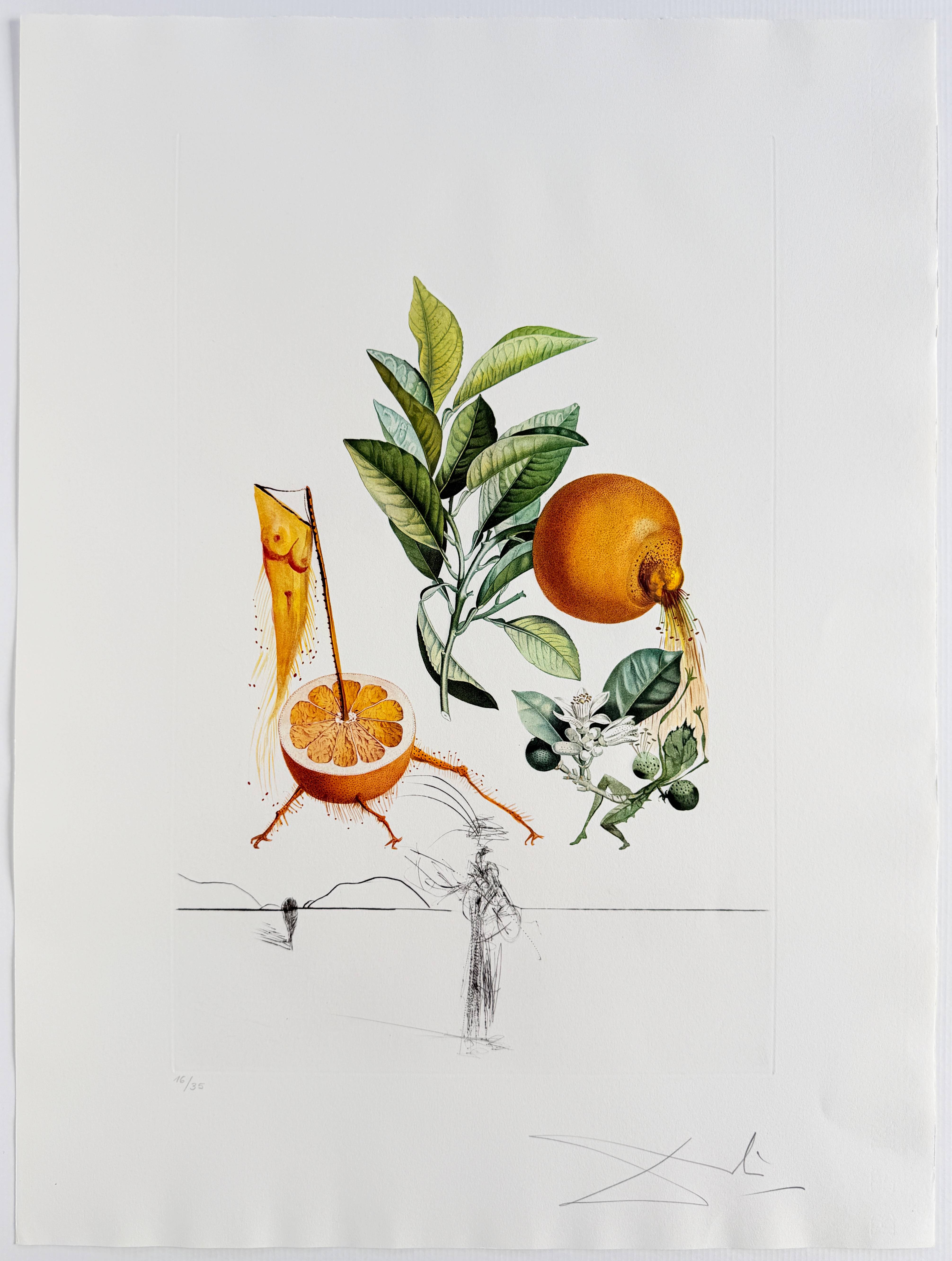 Salvador Dali - Pamplemousse érotique (Erotic Grapefruit), 1969 2 Salvador Dali - Pamplemousse érotique (Erotic Grapefruit), 1969 - Image 2