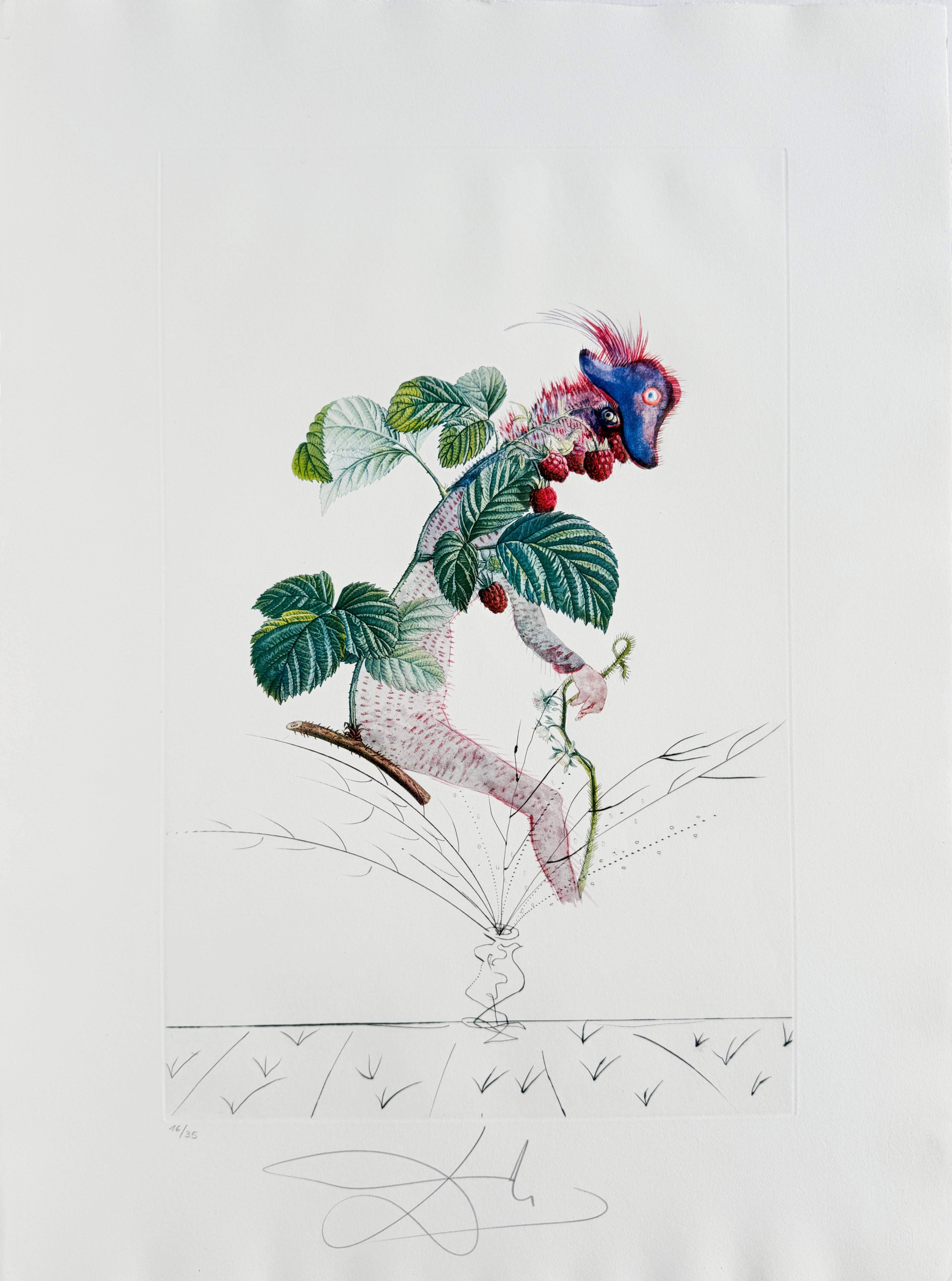 Salvador Dali - Framboisier (Raspberry Bush), 1969 1 Salvador Dali - Framboisier (Raspberry Bush), 1969