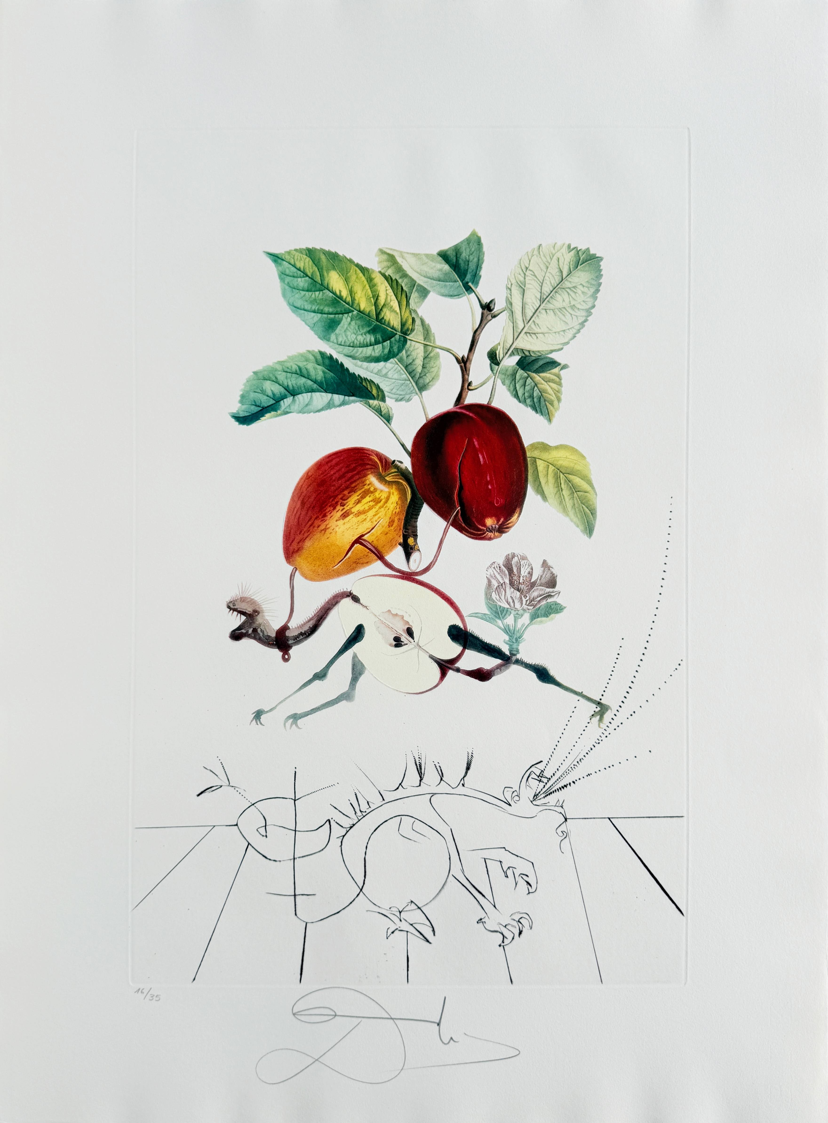 Salvador Dali - Dragon Apple from Flordali suite, 1969 1 Salvador Dali - Dragon Apple from Flordali suite, 1969