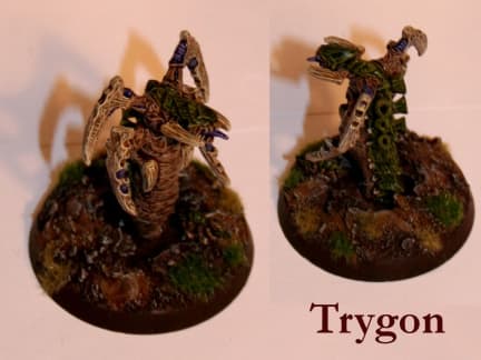 Trygon - Fredmans