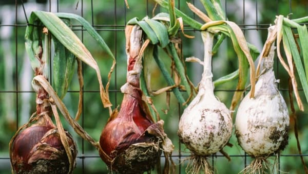 Chefs Spring Favorites