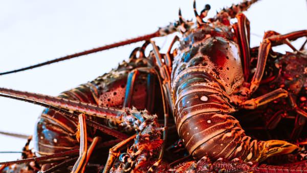 Sustainable Seafood 