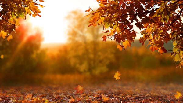 Chef's Fall Favorites