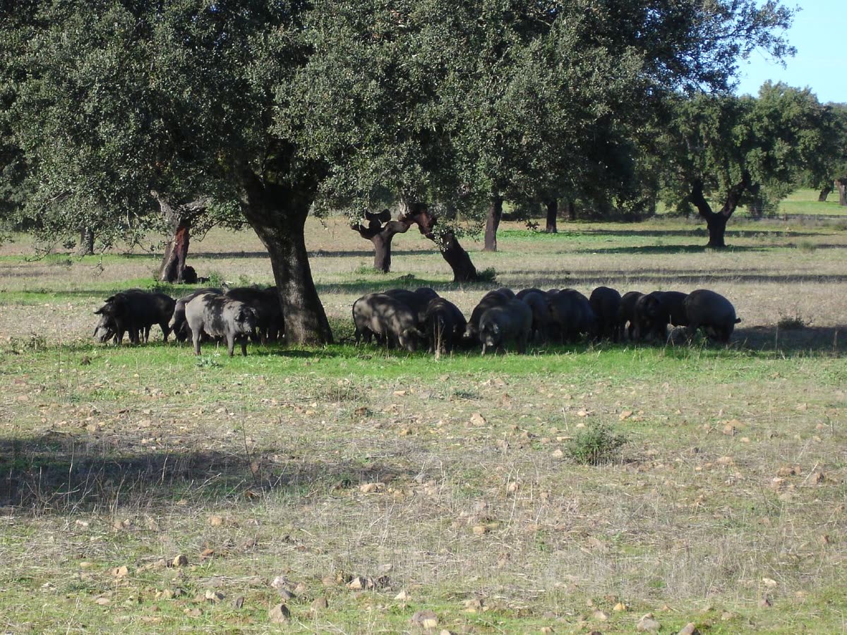 Cerdos ibéricos pastando bajo encinas en una dehesa de bellota
