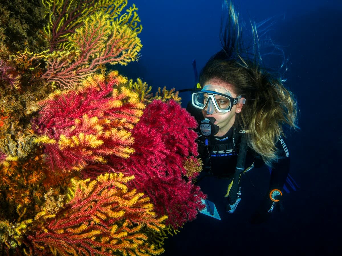 Buceadora observando de cerca gorgonias de colores en el fondo marino del Mediterráneo