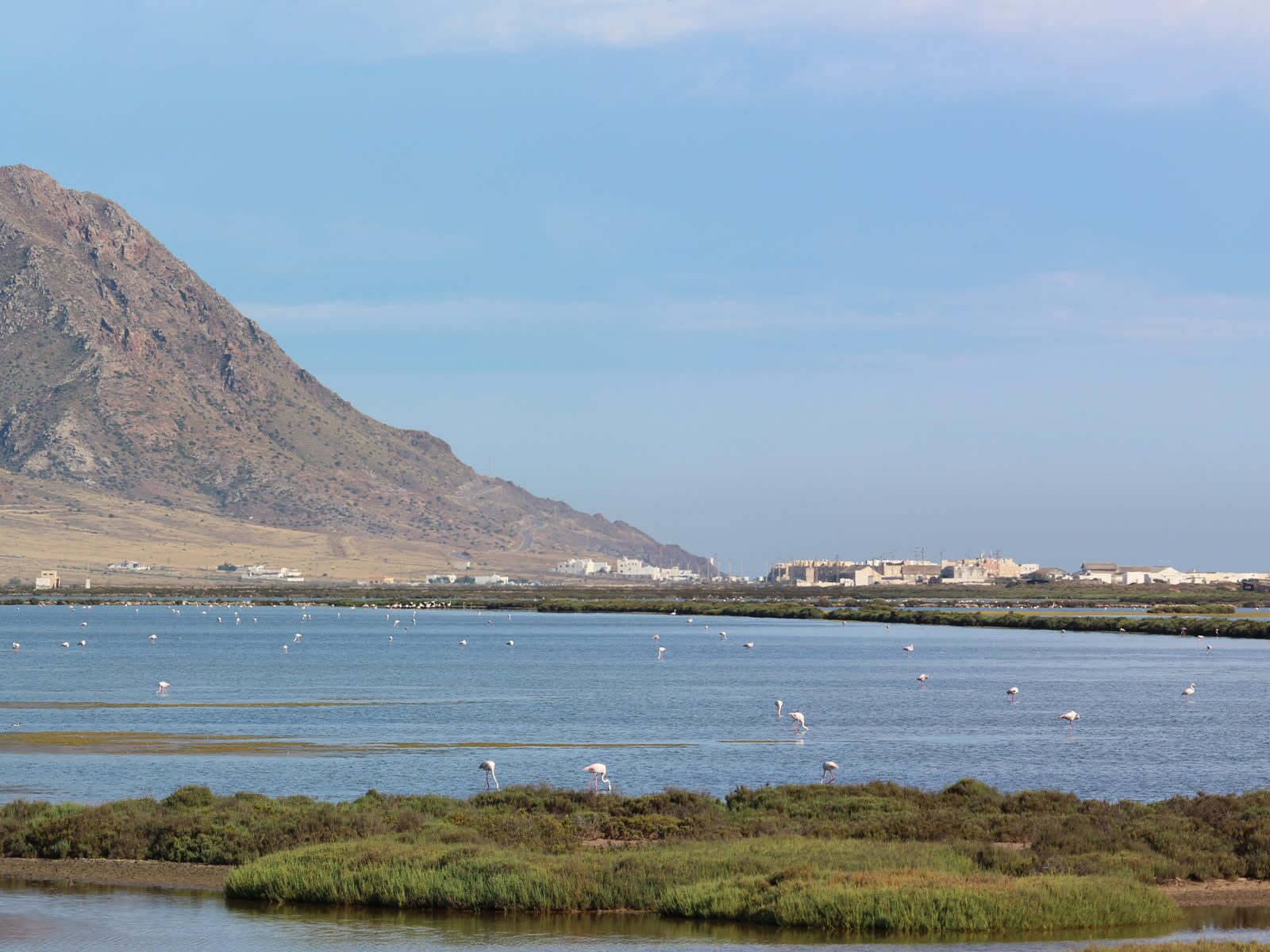 Flamencos en las Salinas de Cabo de Gata, con el Cerro de la Testa al fondo