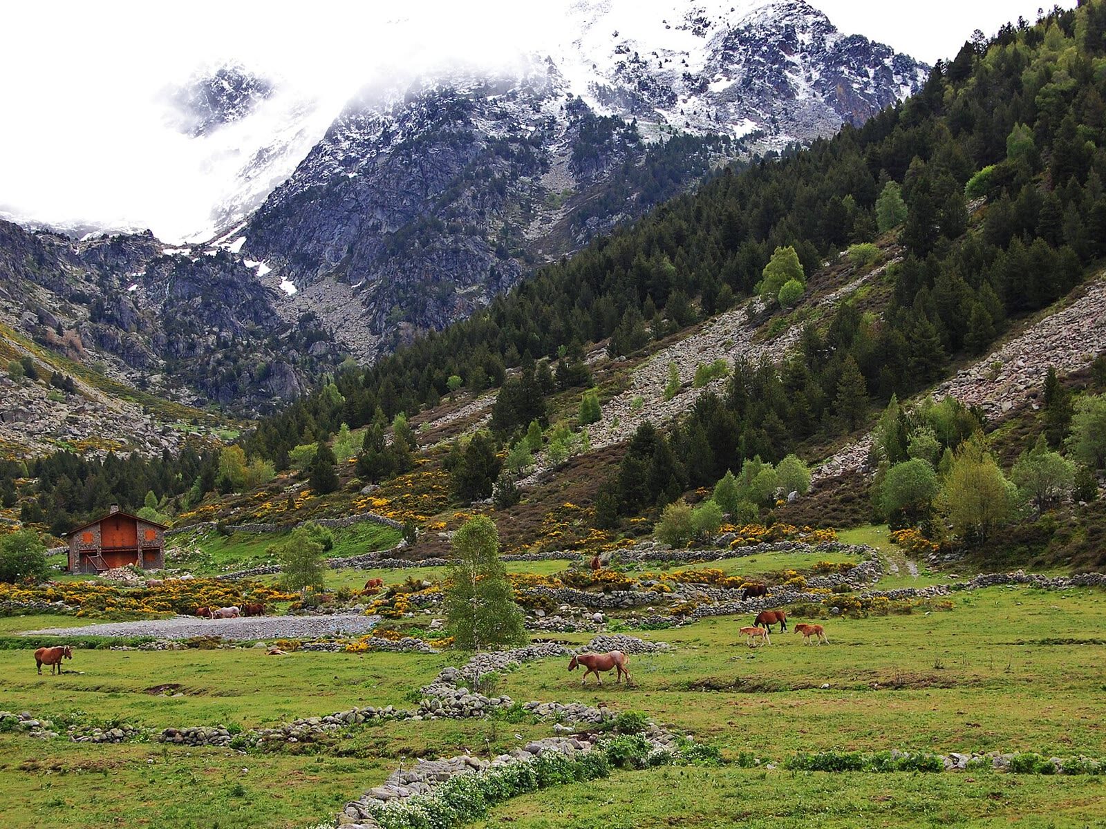 Vall d'Incles en Canillo, con caballos pastando y picos nevados al fondo